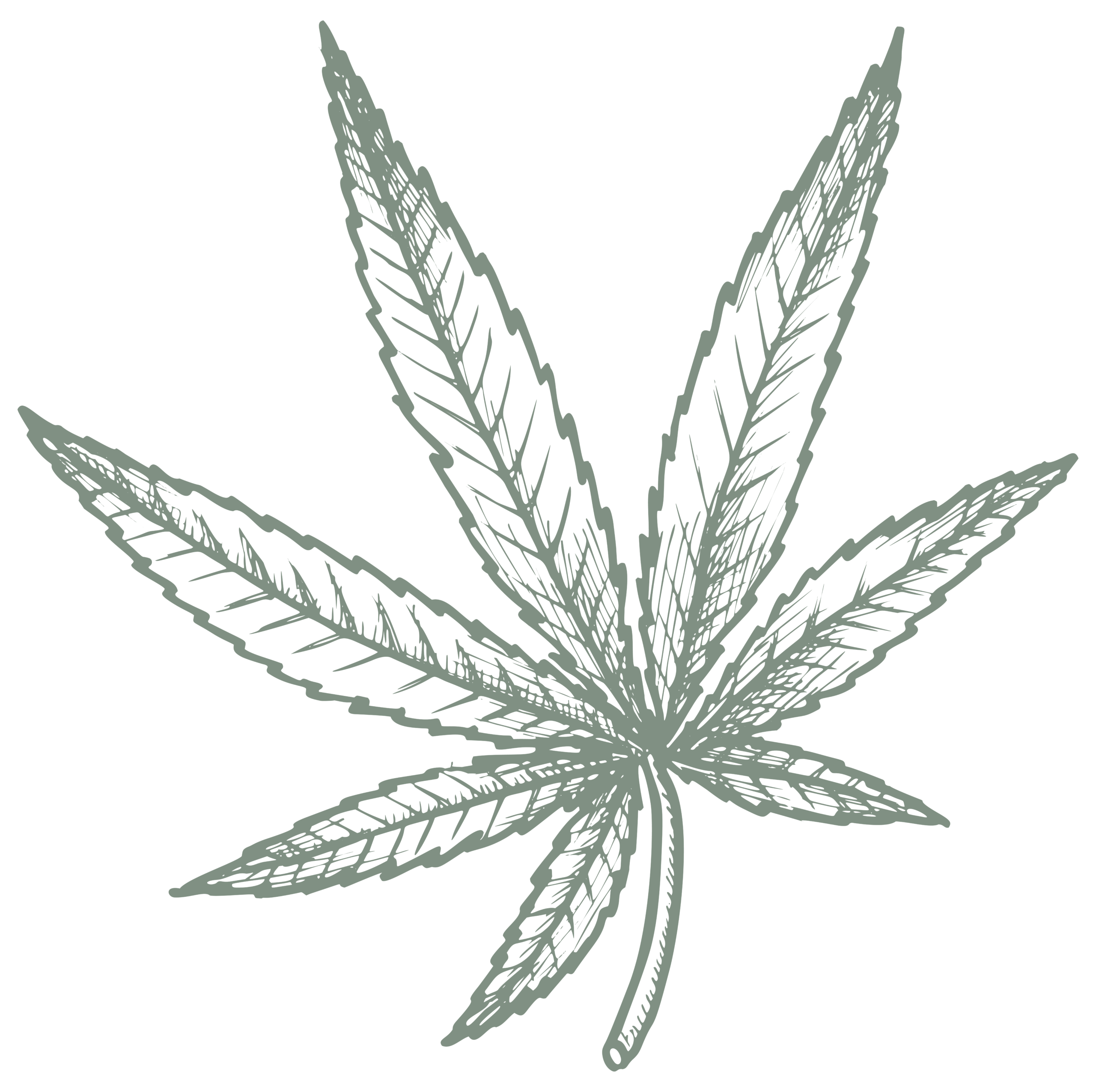 Cannabis leaf illustration, Camden Apothecary dispensary near Philadelphia