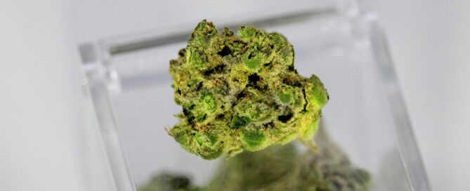 Close-up of a cannabis flower bud rich in terpenes at Camden Apothecary dispensary near Philadelphia