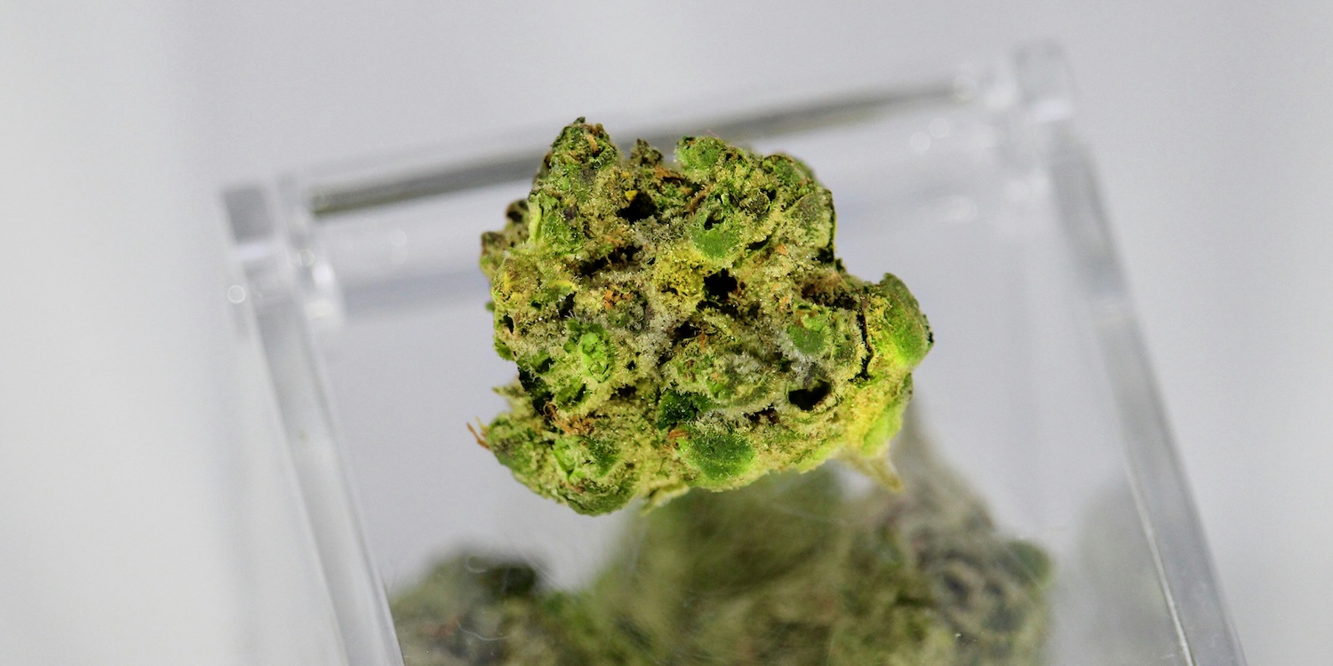 Close-up of a cannabis flower bud rich in terpenes at Camden Apothecary dispensary near Philadelphia